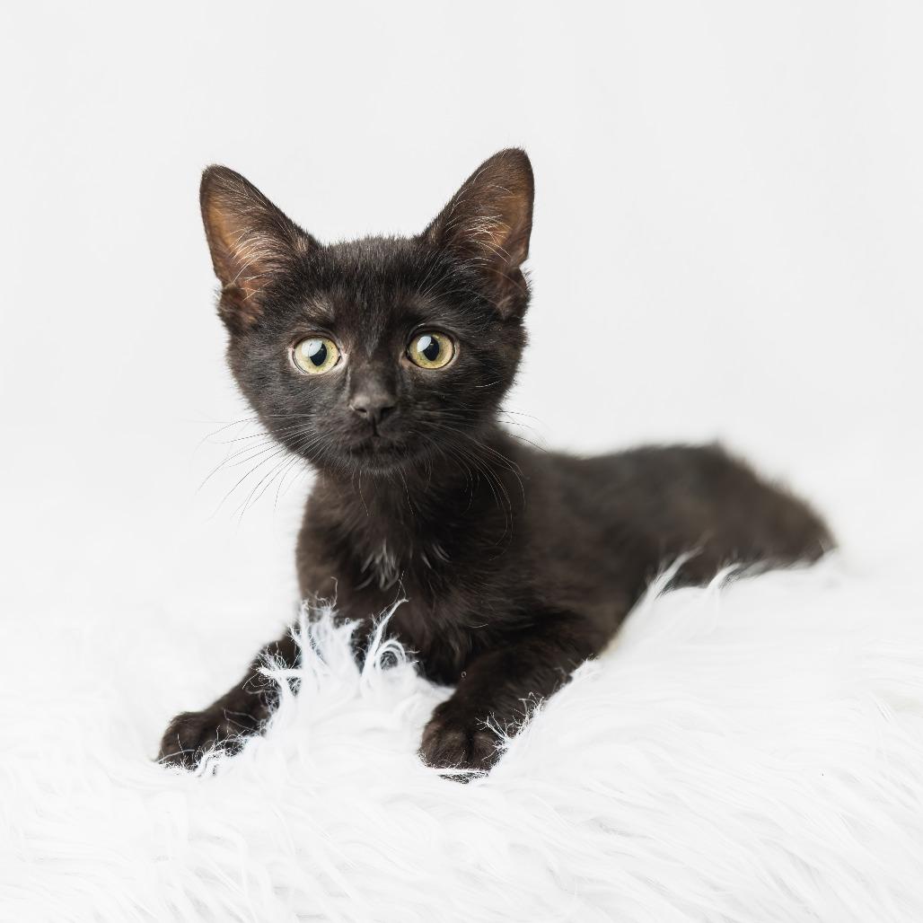 Enlarge Forklift, a Adoptable Domestic Short Hair in St. Paul, MN image 3/4