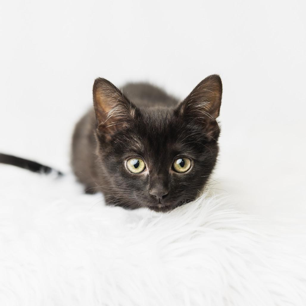 Enlarge Forklift, a Adoptable Domestic Short Hair in St. Paul, MN image 4/4