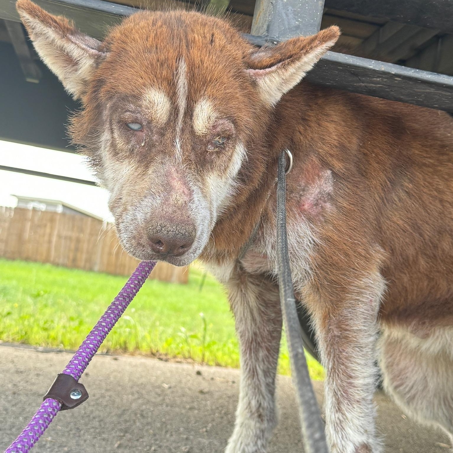 Enlarge RuBarbara, a ADOPTABLE Husky in Austin, TX image 2/5