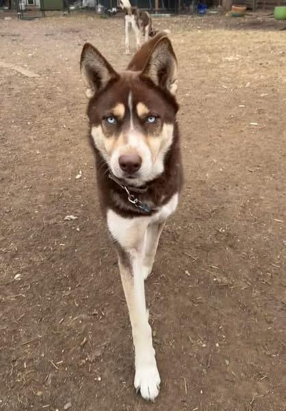 Enlarge RuBarbara, a ADOPTABLE Husky in Austin, TX image 1/5
