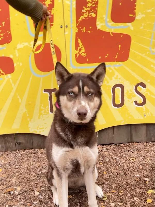 Enlarge RuBarbara, a ADOPTABLE Husky in Austin, TX image 5/5