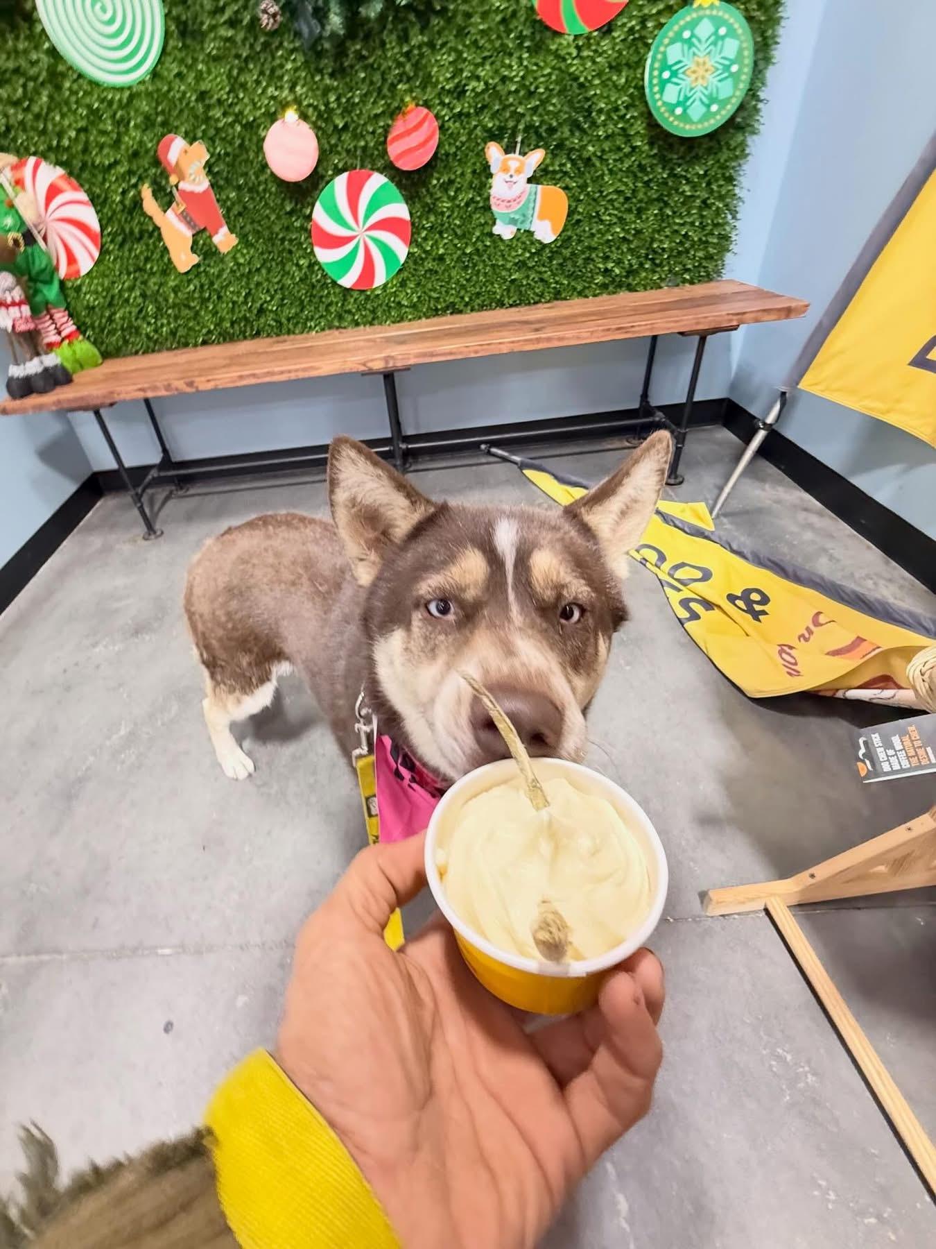 Enlarge RuBarbara, a ADOPTABLE Husky in Austin, TX image 4/5