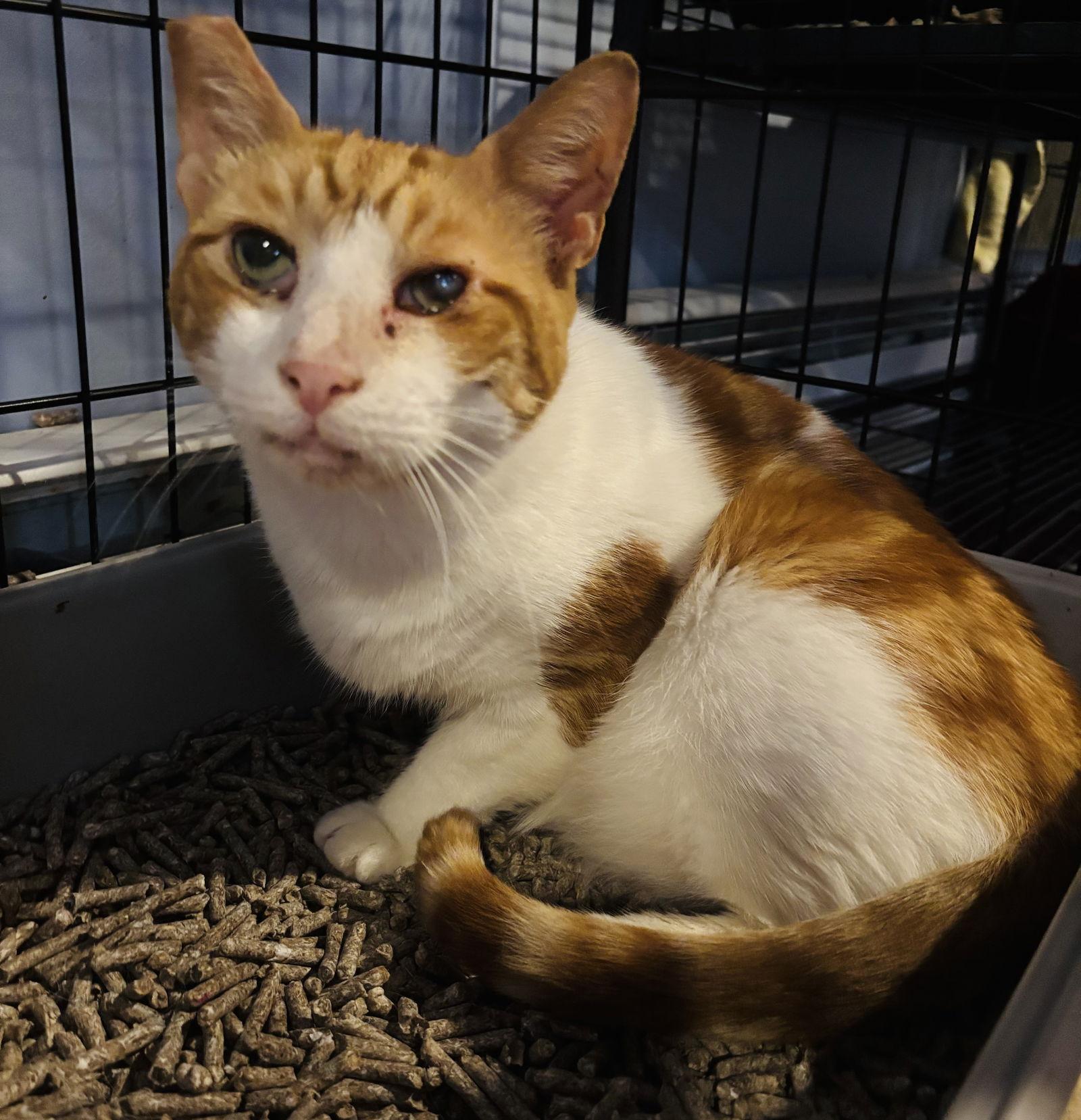 Enlarge Zeppoli, a Adoptable Domestic Short Hair in Woodbury, NJ image 1/2