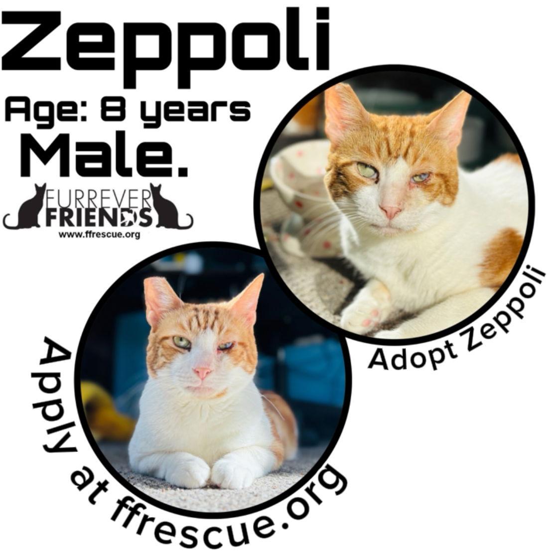 Enlarge Zeppoli, a Adoptable Domestic Short Hair in Woodbury, NJ image 2/2
