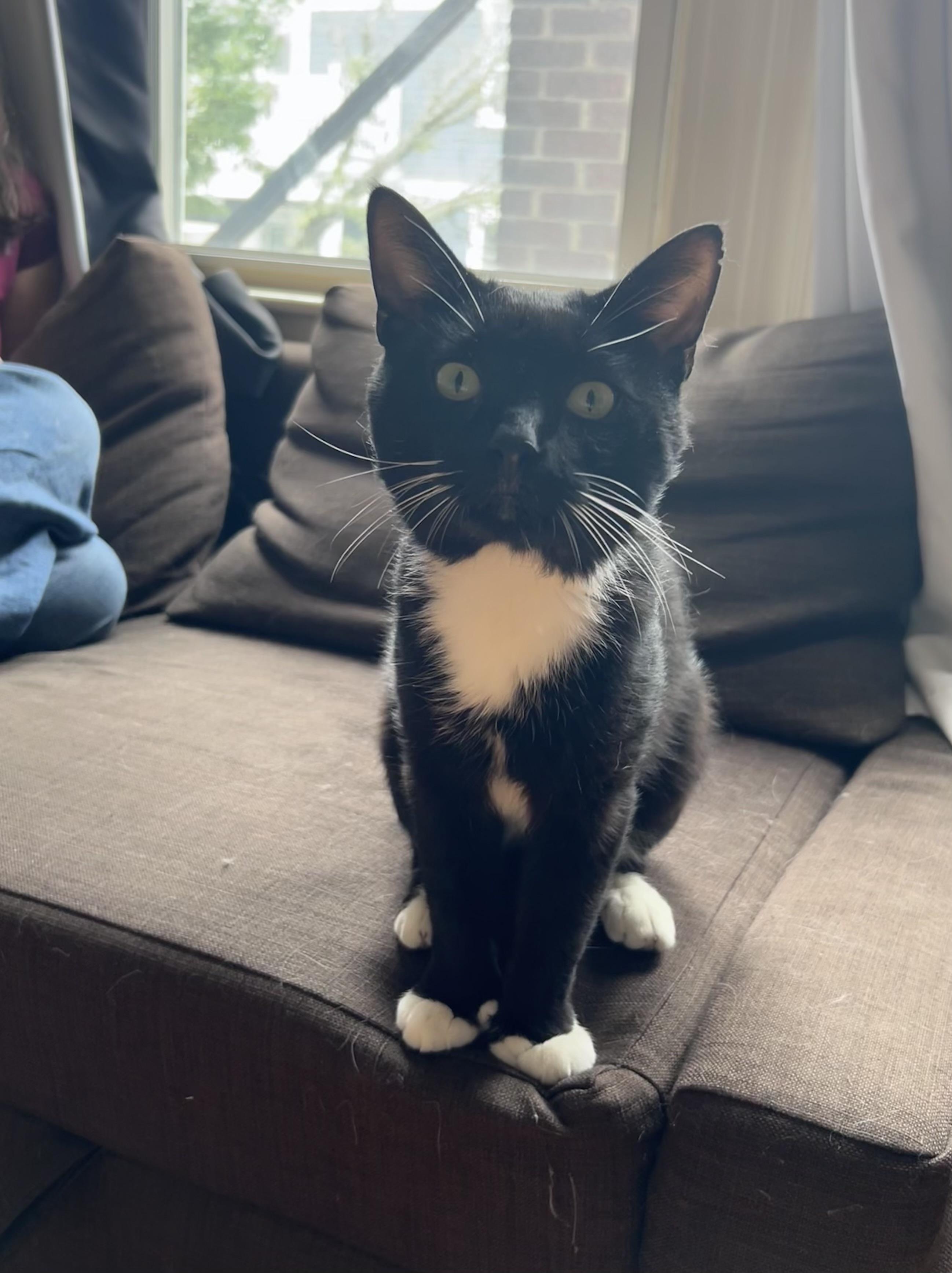 Mr. Beans, a ADOPTABLE Tuxedo in Medford, MA image 1/2