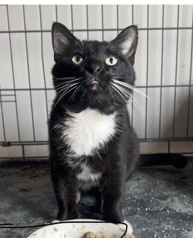 Mr. Beans, a ADOPTABLE Tuxedo in Medford, MA image 2/2