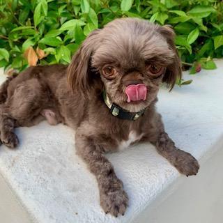 GUSTAVO 