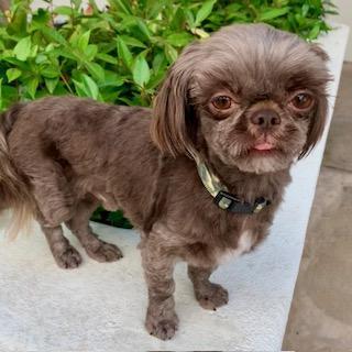 GUSTAVO 