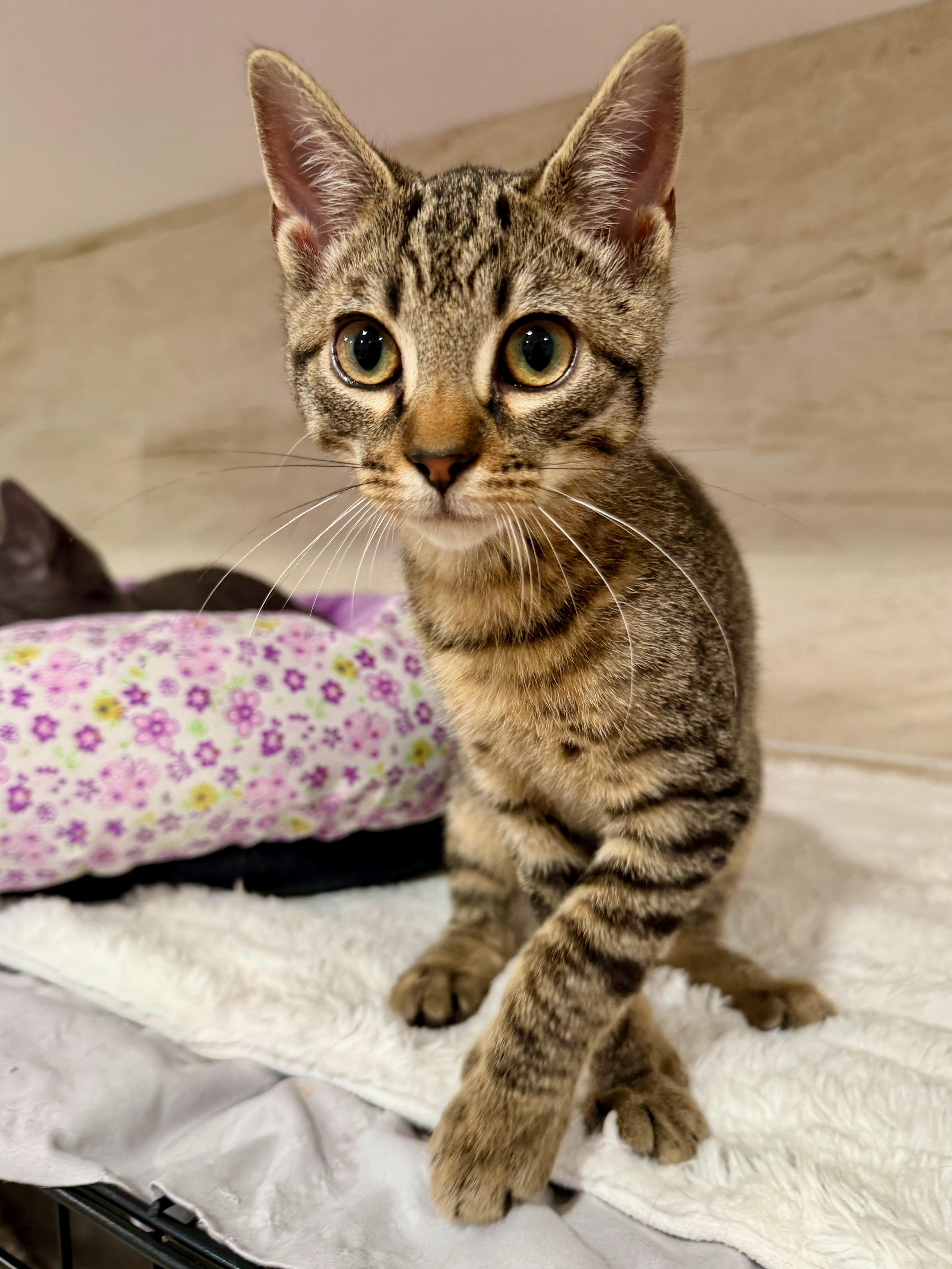 Enlarge Archer, a Adopted Domestic Short Hair in Manhasset, NY image 1/2