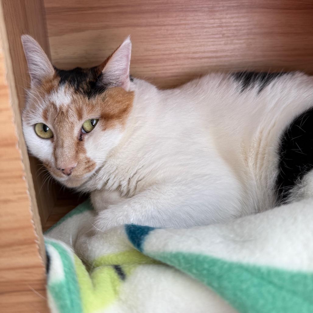 Enlarge Bernadette New Mexico, a Adoptable Domestic Short Hair in Denver, CO image 1/4