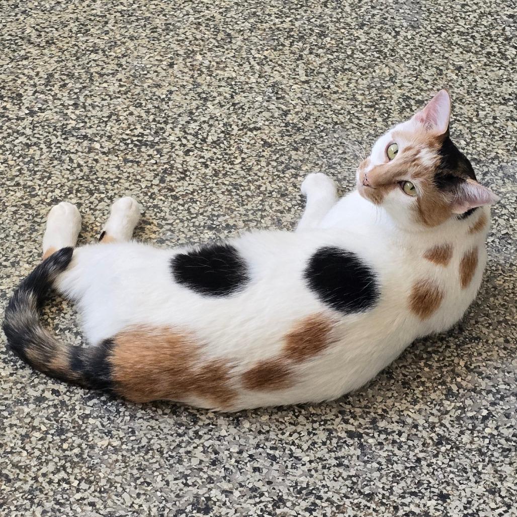 Enlarge Bernadette New Mexico, a Adoptable Domestic Short Hair in Denver, CO image 2/4