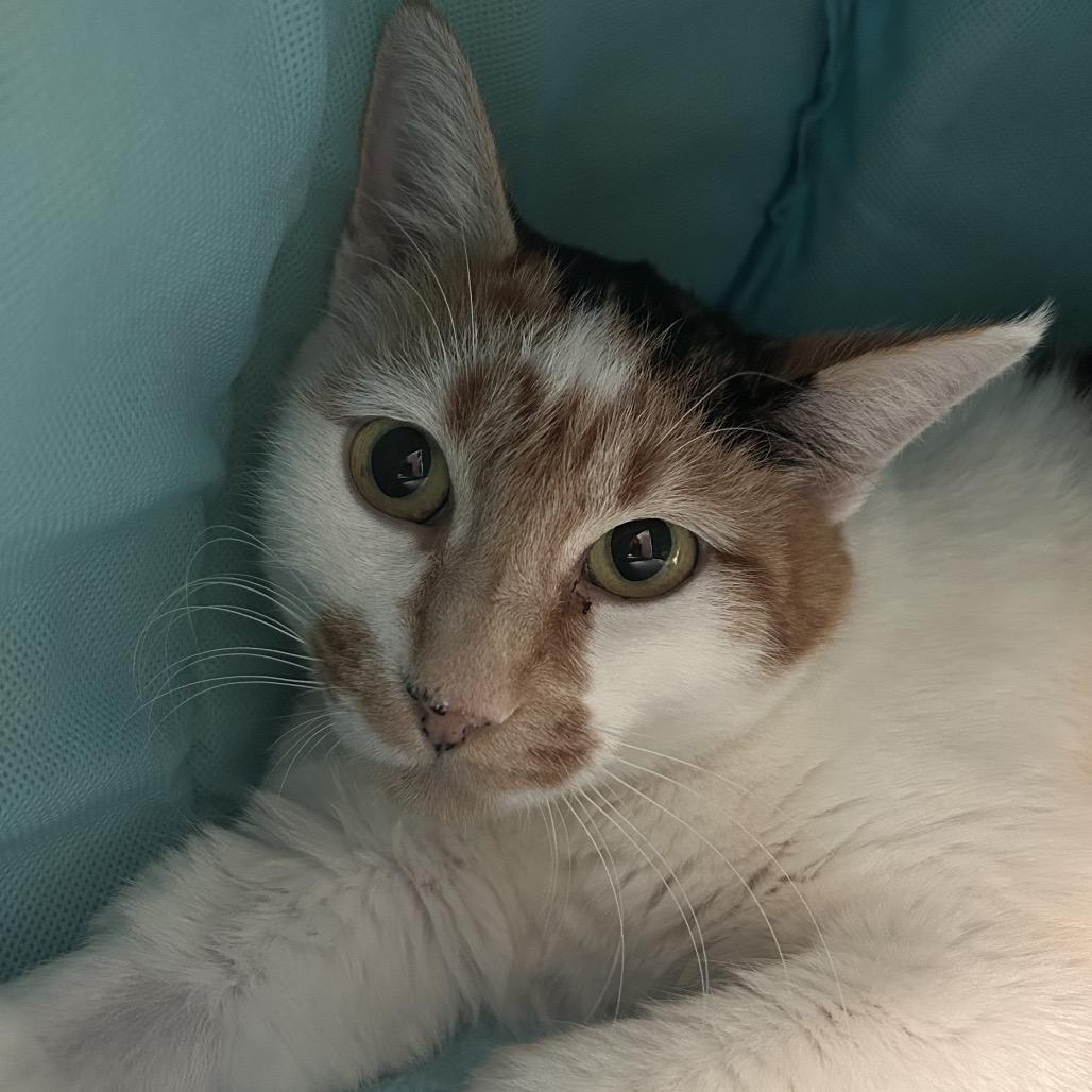 Enlarge Bernadette New Mexico, a Adoptable Domestic Short Hair in Denver, CO image 3/4