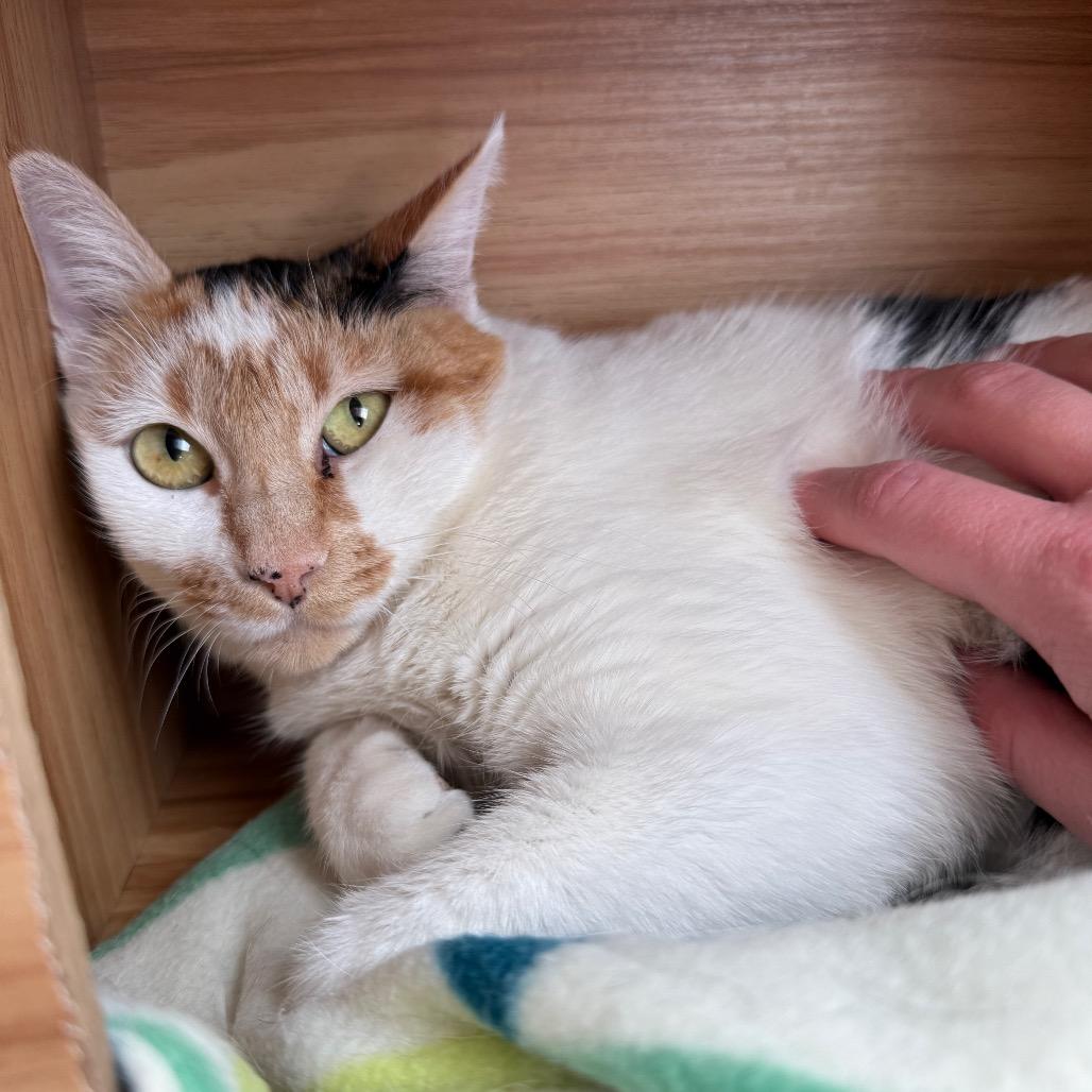 Enlarge Bernadette New Mexico, a Adoptable Domestic Short Hair in Denver, CO image 4/4