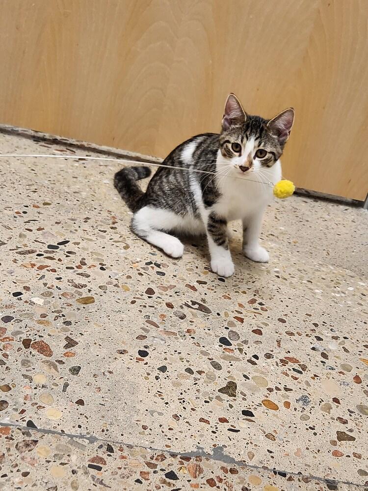 Charlie Brown, Adoptable, Kitten Male Domestic Short Hair.