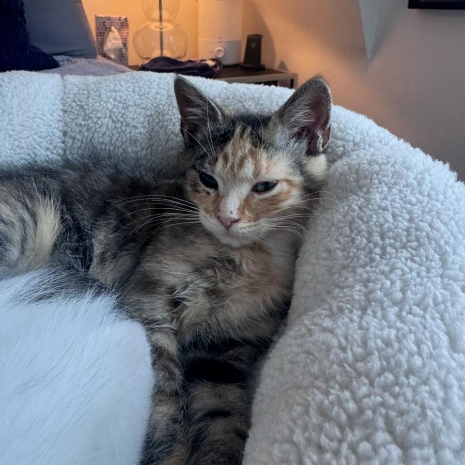 Enlarge Sunfish, an adopted Domestic Short Hair in Evanston, IL image 1/1