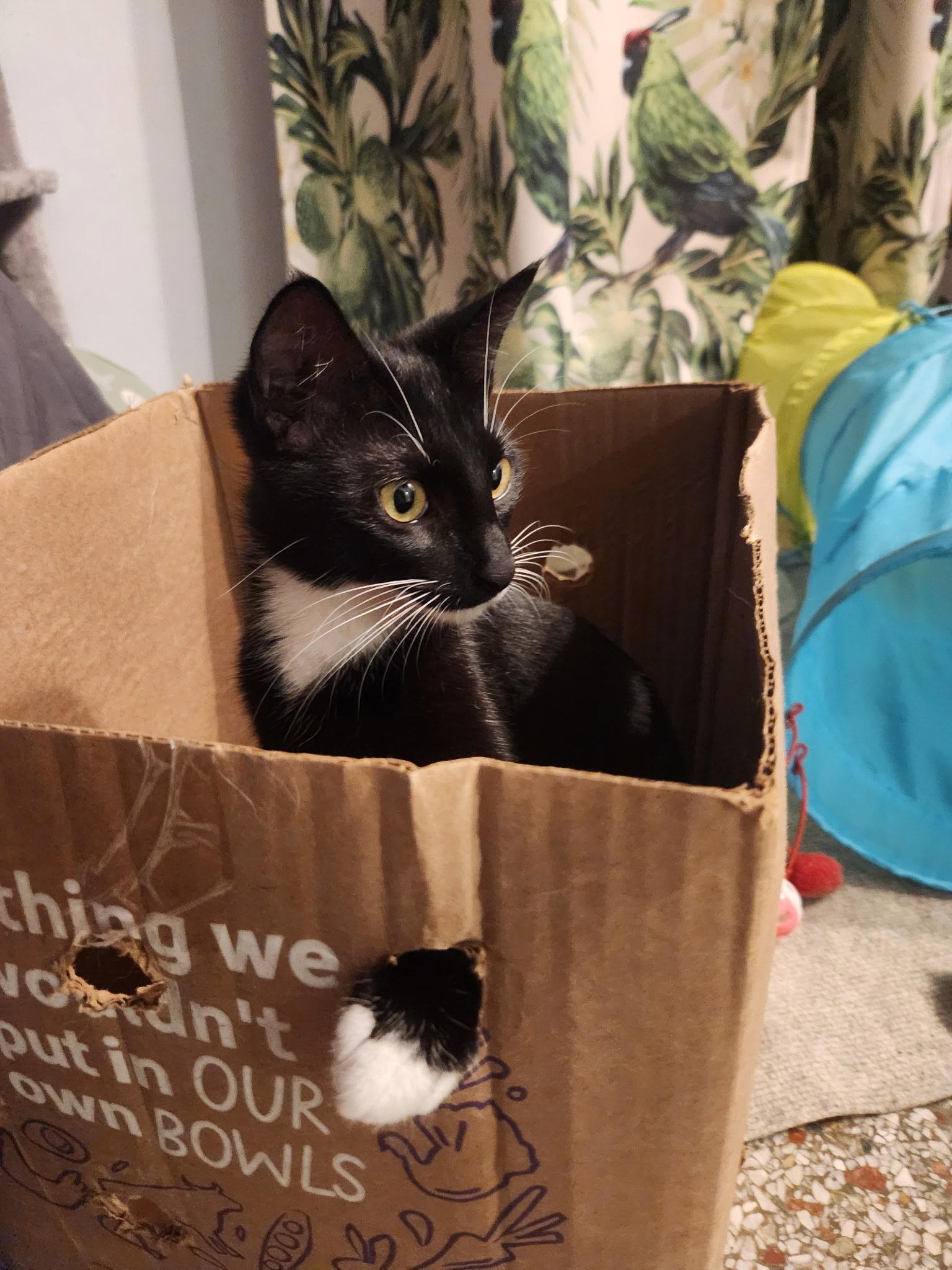 Enlarge Juno & Jojo, a ADOPTABLE Domestic Short Hair in Boston, MA image 4/6