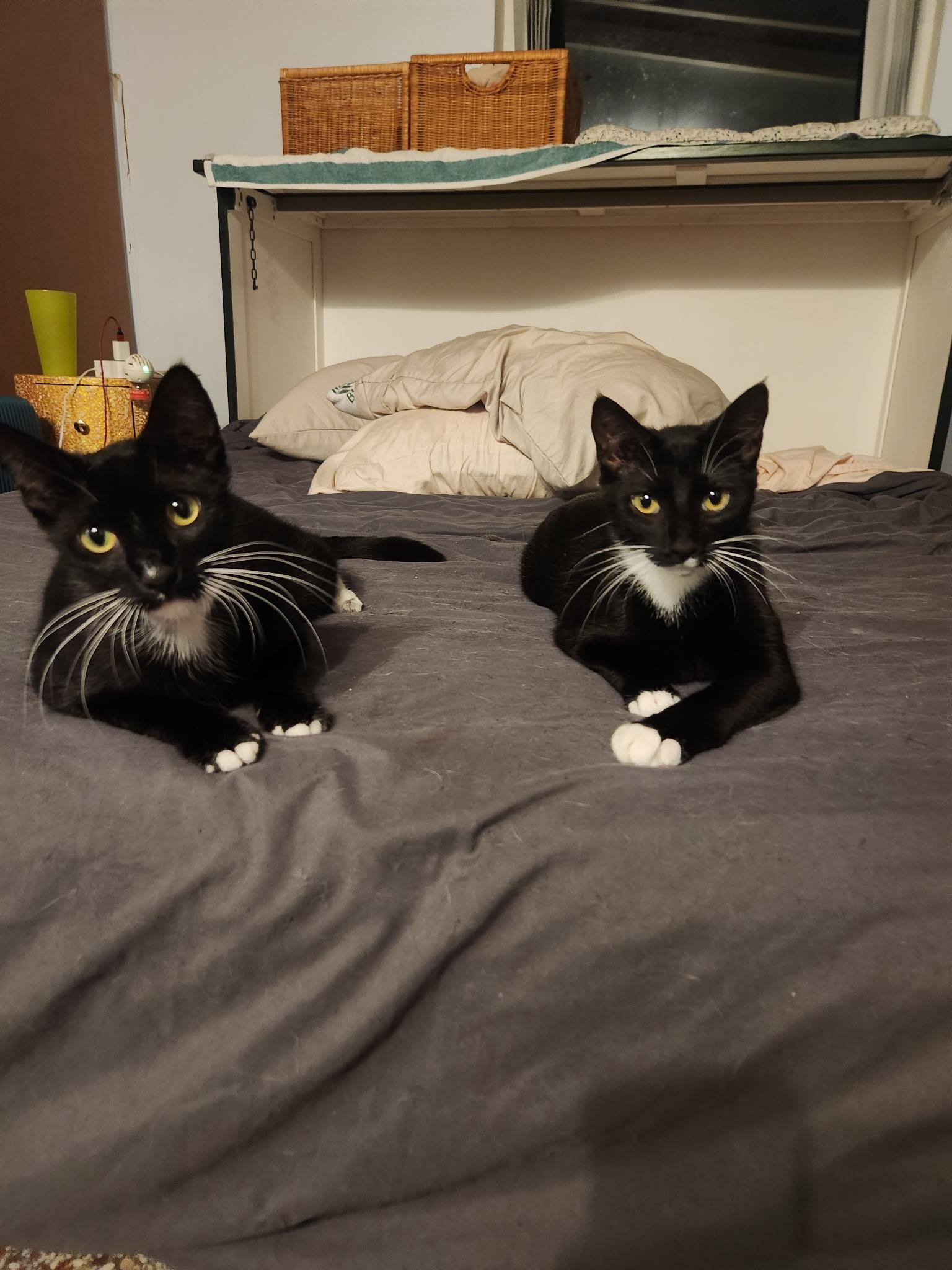 Enlarge Juno & Jojo, a ADOPTABLE Domestic Short Hair in Boston, MA image 6/6