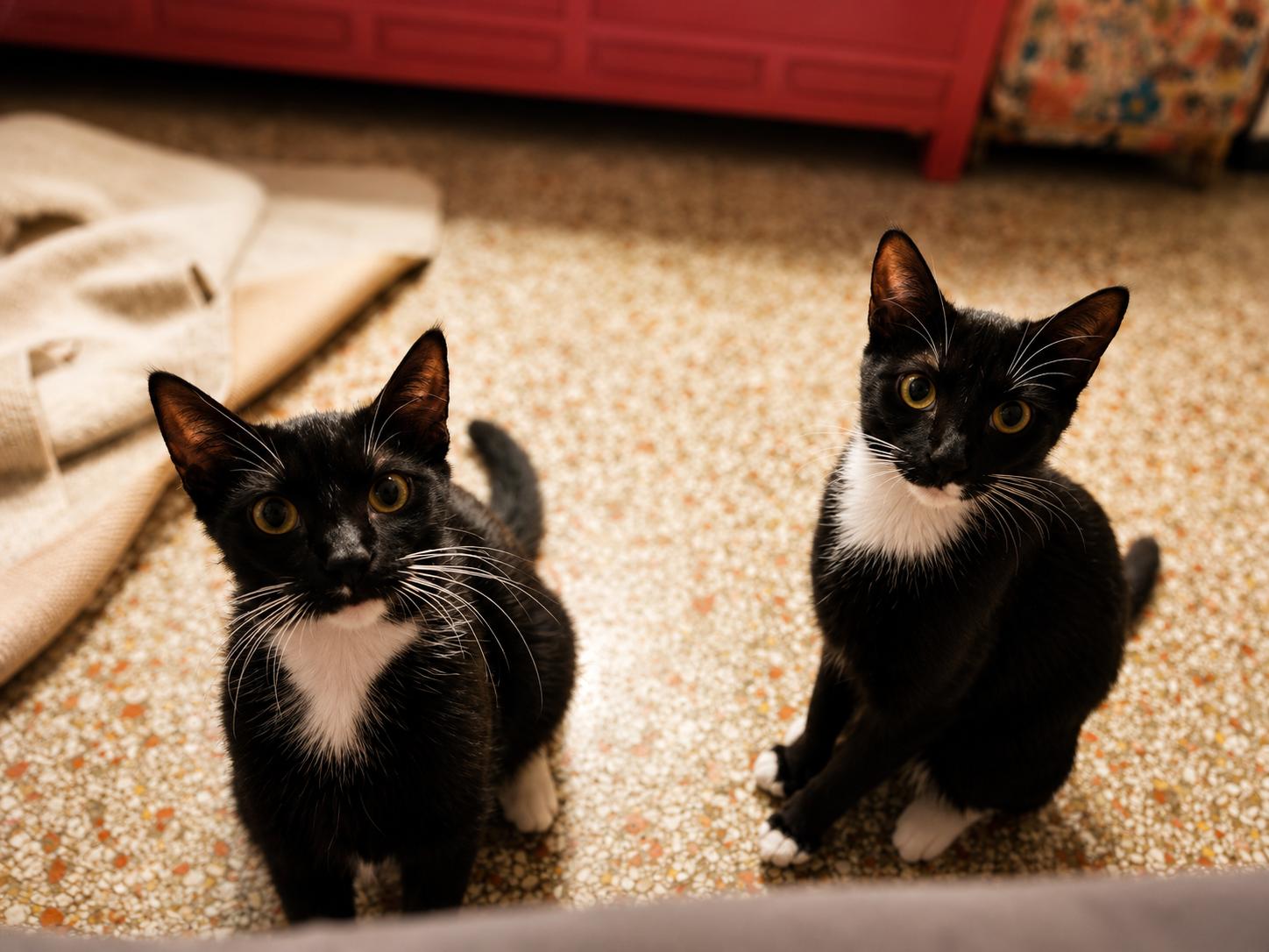 Enlarge Juno & Jojo, a ADOPTABLE Domestic Short Hair in Boston, MA image 5/6