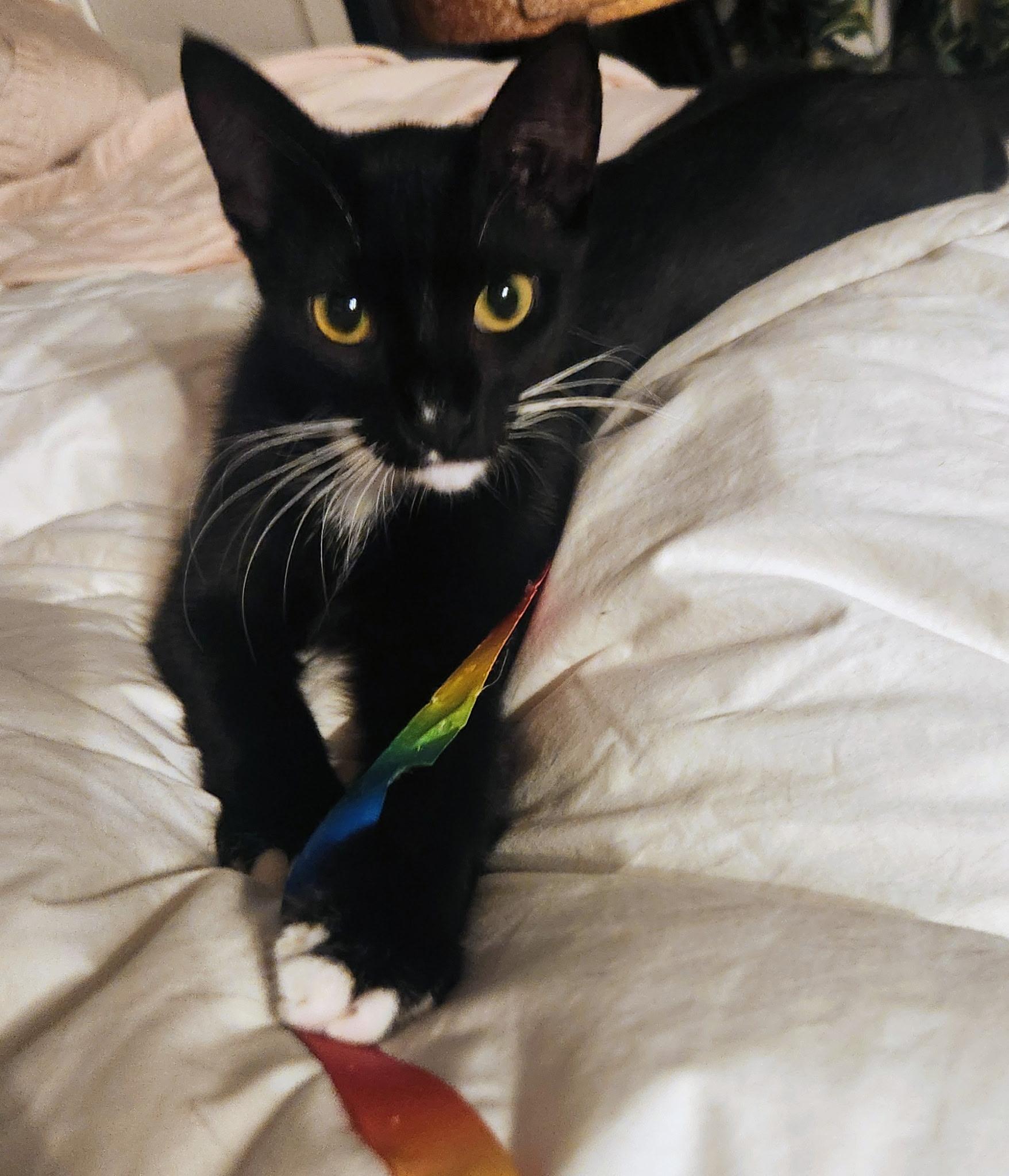 Enlarge Juno & Jojo, a ADOPTABLE Domestic Short Hair in Boston, MA image 2/6
