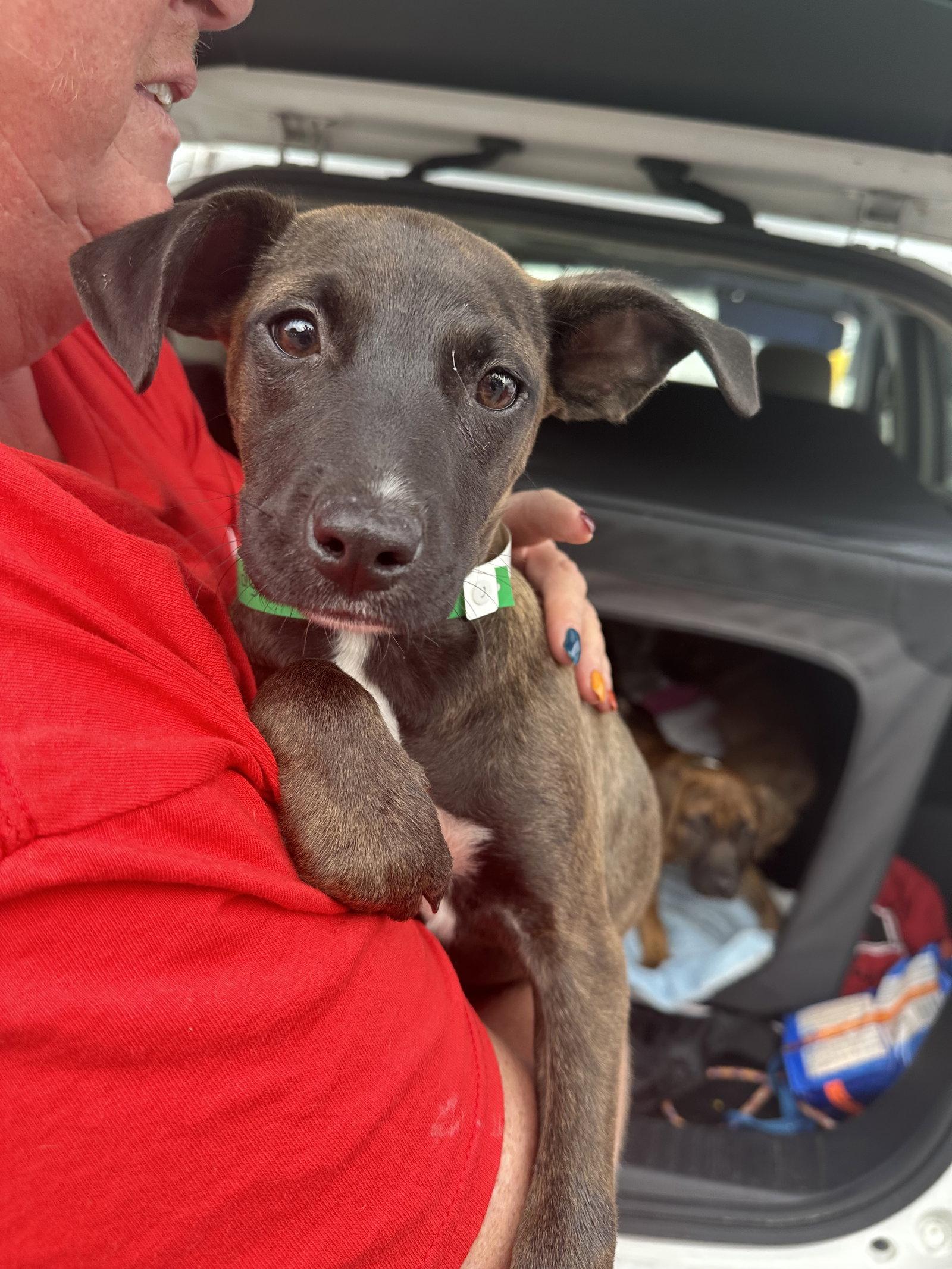 Willow, Adopted, Young Female Hound.