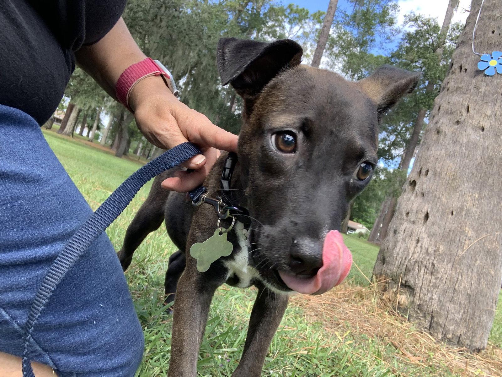 Willow, a Adopted Hound in Sanford, FL image 2/3