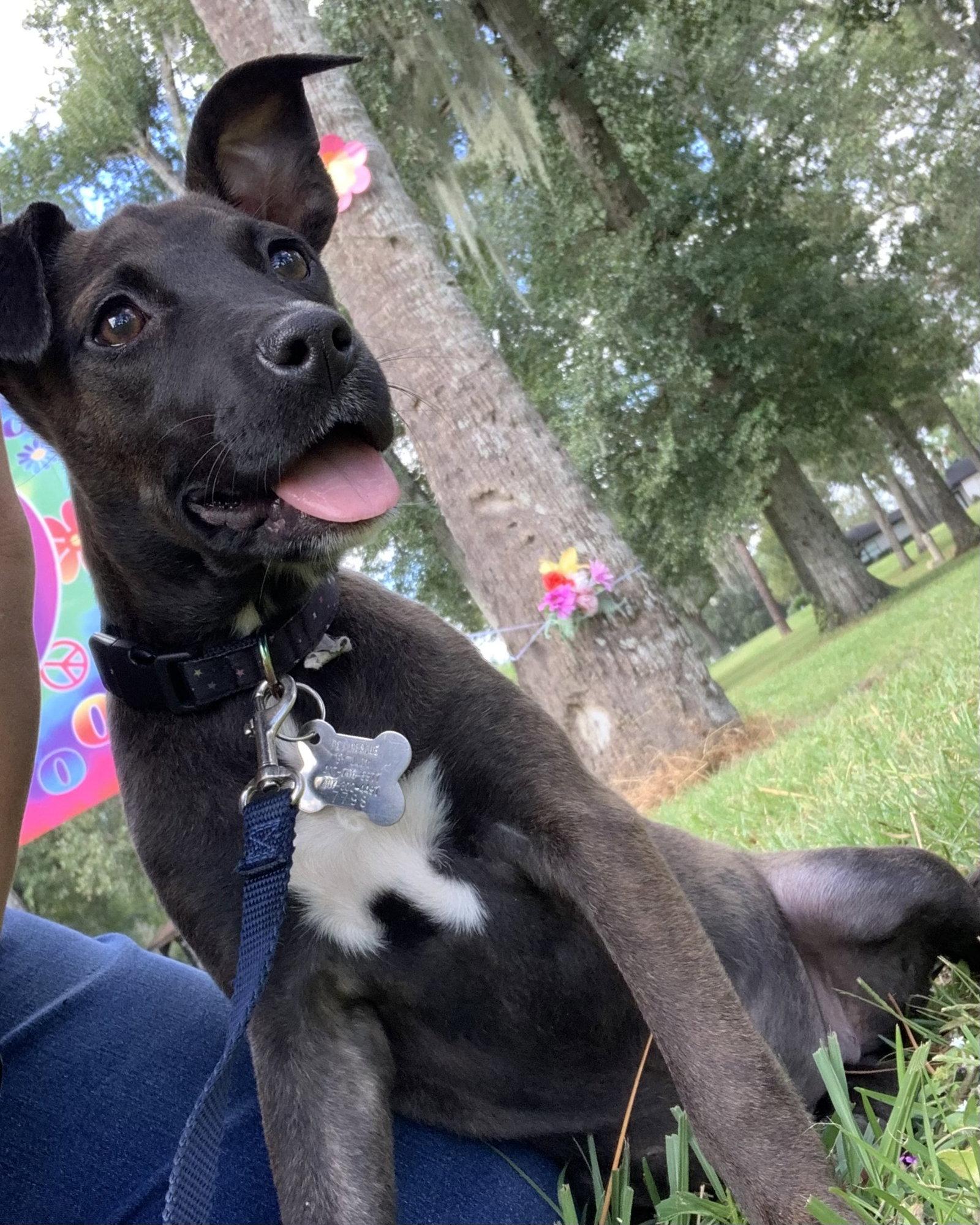 Willow, a Adopted Hound in Sanford, FL image 3/3