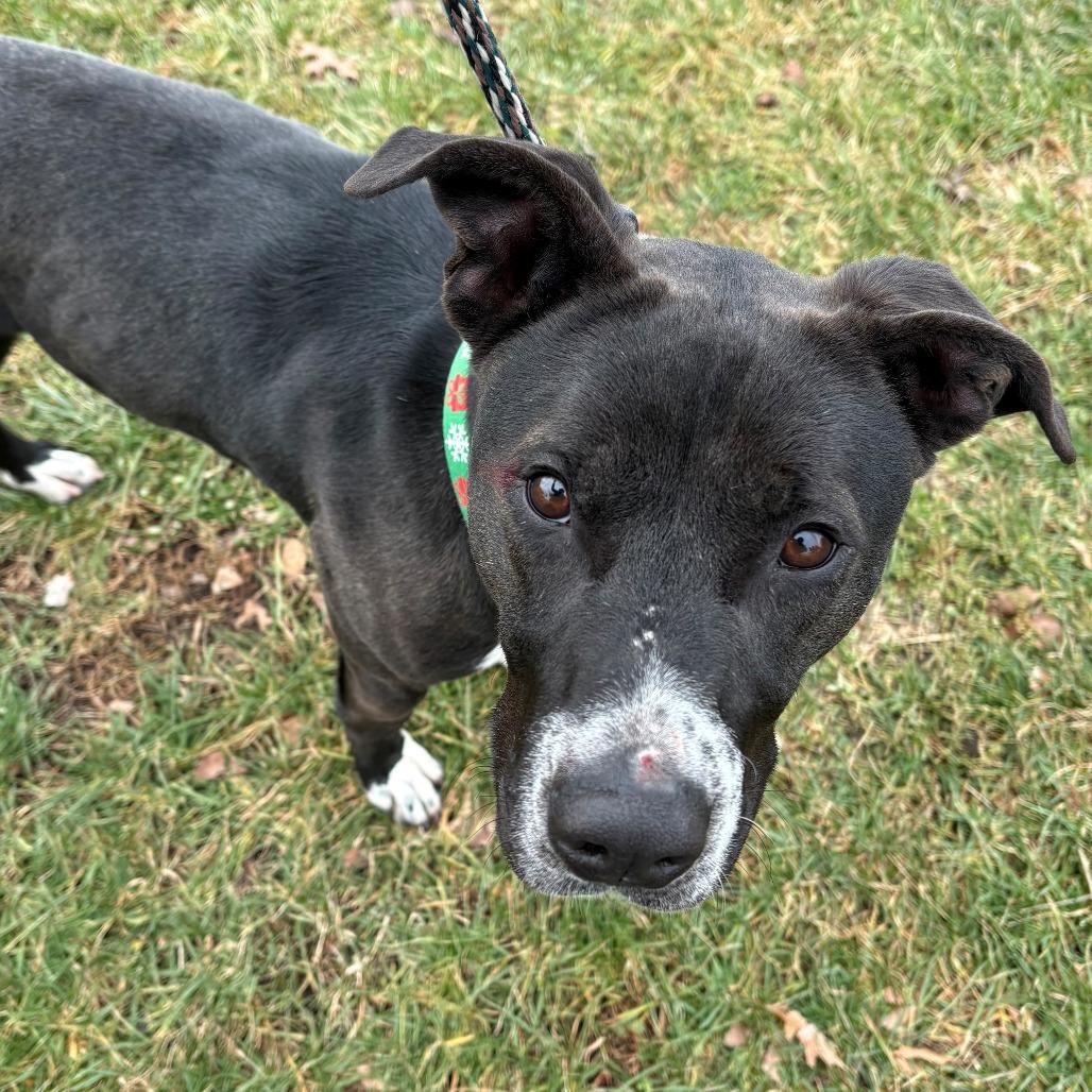 Enlarge Bob Barker, a Adoptable Mixed Breed in East Hanover, NJ image 2/6