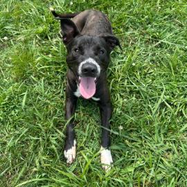 Enlarge Bob Barker, a Adoptable Mixed Breed in East Hanover, NJ image 4/6