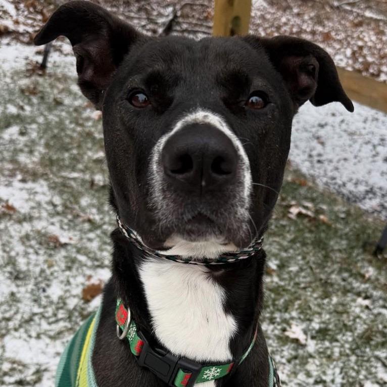 Enlarge Bob Barker, a Adoptable Mixed Breed in East Hanover, NJ image 5/6