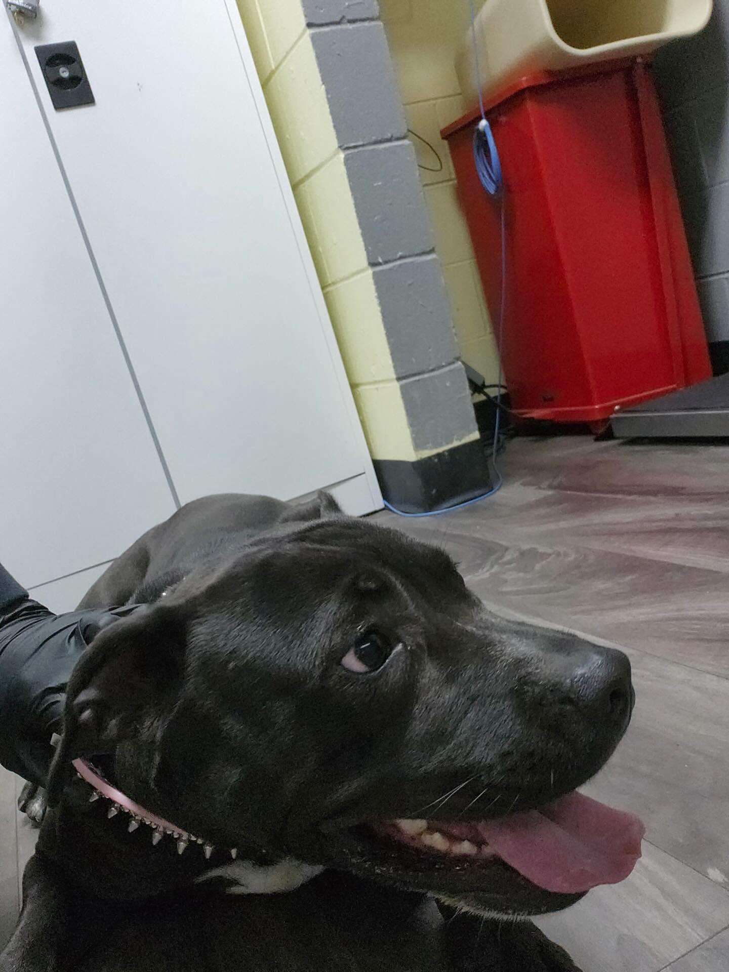 Talia, an adopted Pit Bull Terrier in Trenton, NJ image 2/2