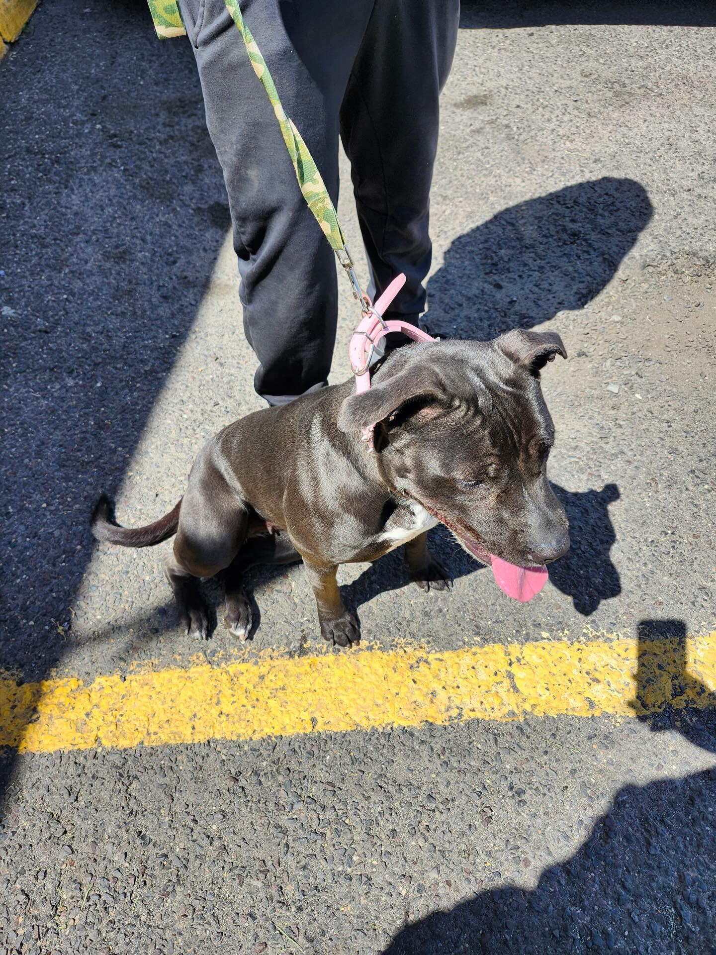 Talia, adopted, Young Female Pit Bull Terrier.