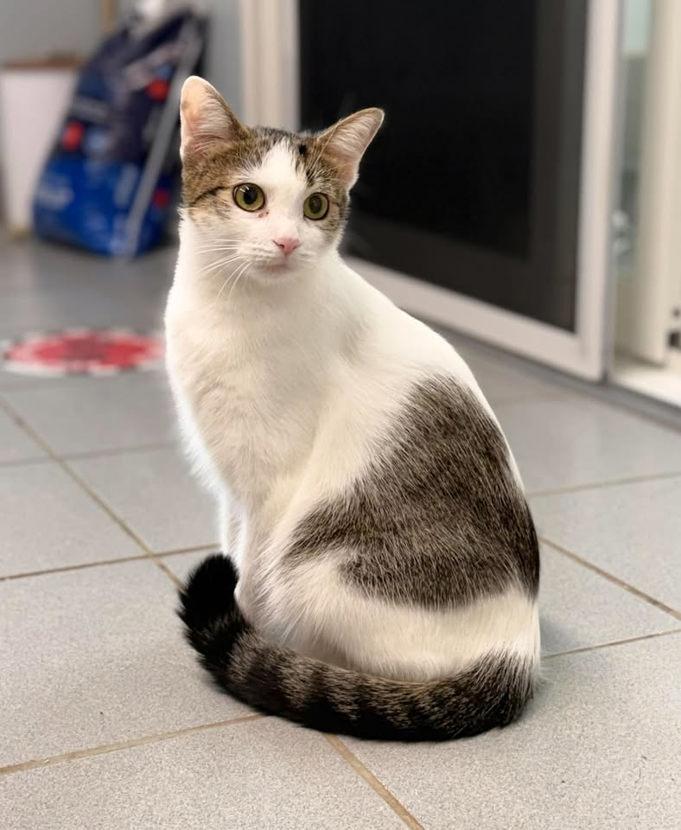 Enlarge Evee, a Adoptable mixed breed in Keswick, ON image 1/2