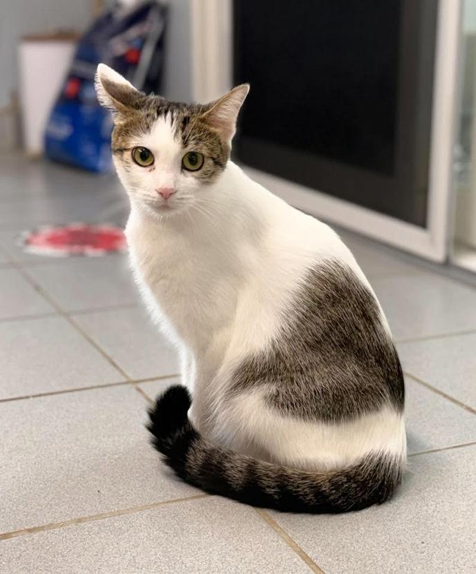 Enlarge Evee, a Adoptable mixed breed in Keswick, ON image 2/2