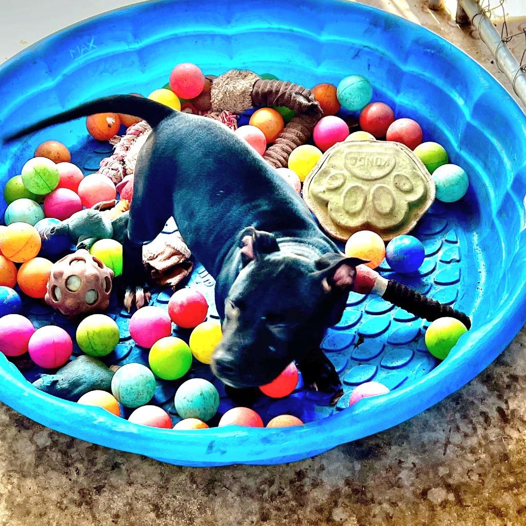 Lucy, a Adoptable mixed breed in Tomball, TX image 1/4