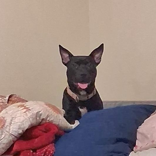 Enlarge Lucy, a Adoptable mixed breed in Tomball, TX image 3/6