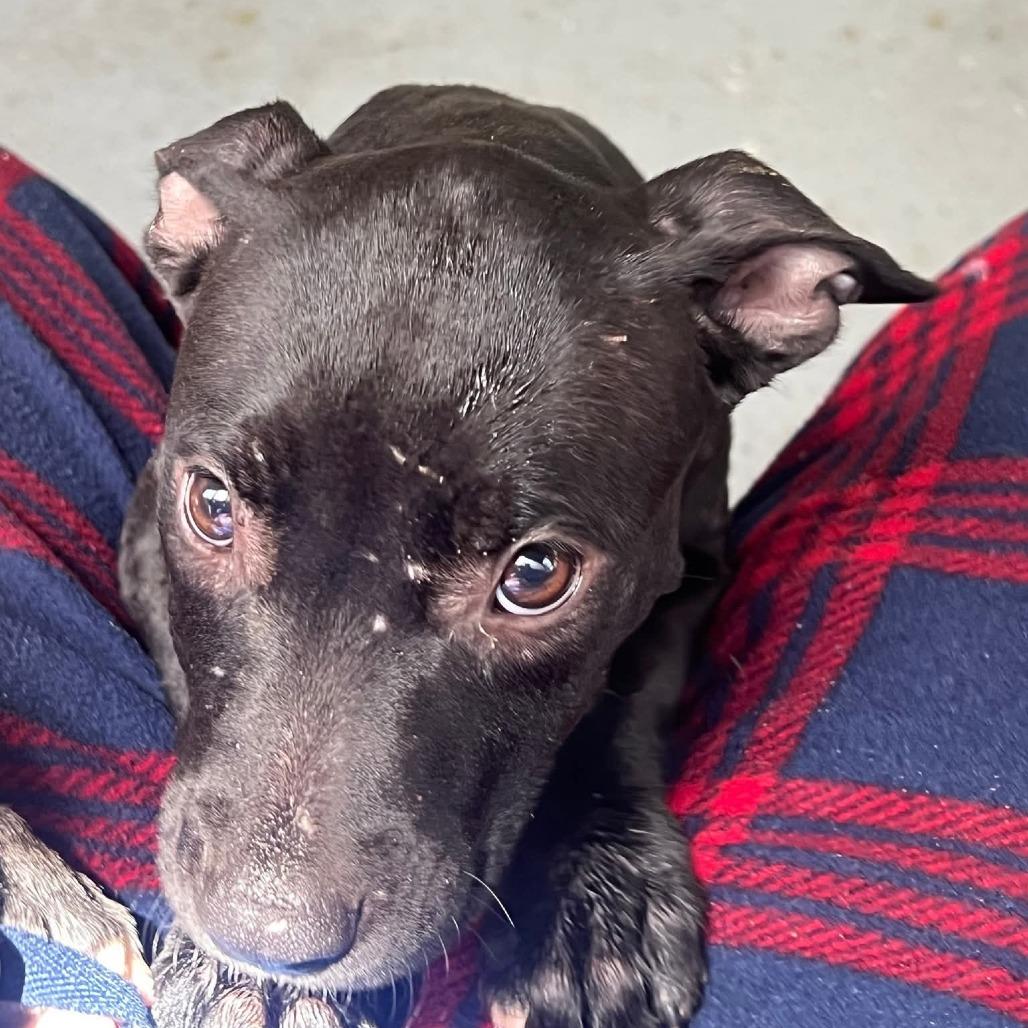 Lucy, a Adoptable mixed breed in Tomball, TX image 3/4