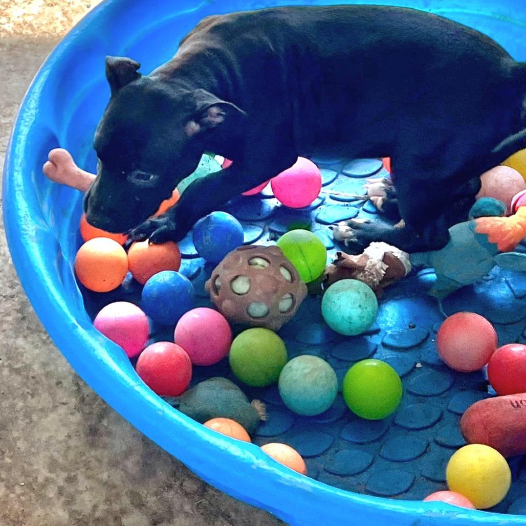 Lucy, a Adoptable mixed breed in Tomball, TX image 4/4