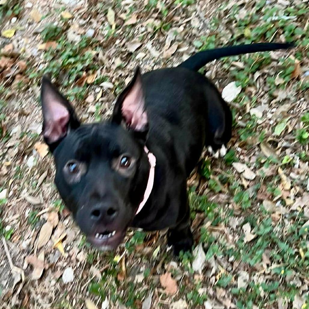 Enlarge Lucy, a Adoptable mixed breed in Tomball, TX image 6/6