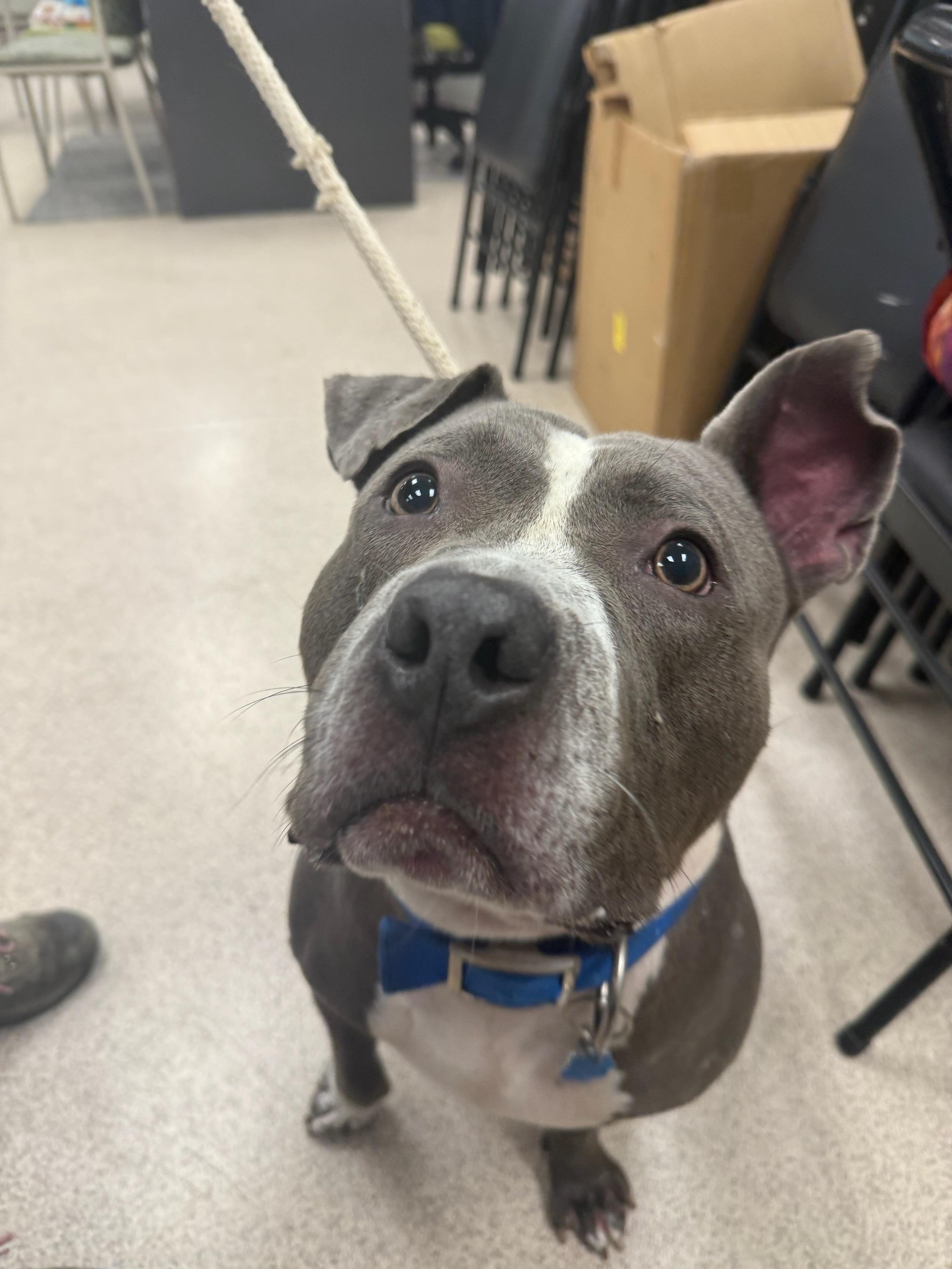 Enlarge Noah, a Adoptable Pit Bull Terrier in Teterboro, NJ image 1/1