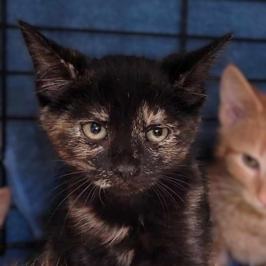 Thelma Lou — thumbnail 2