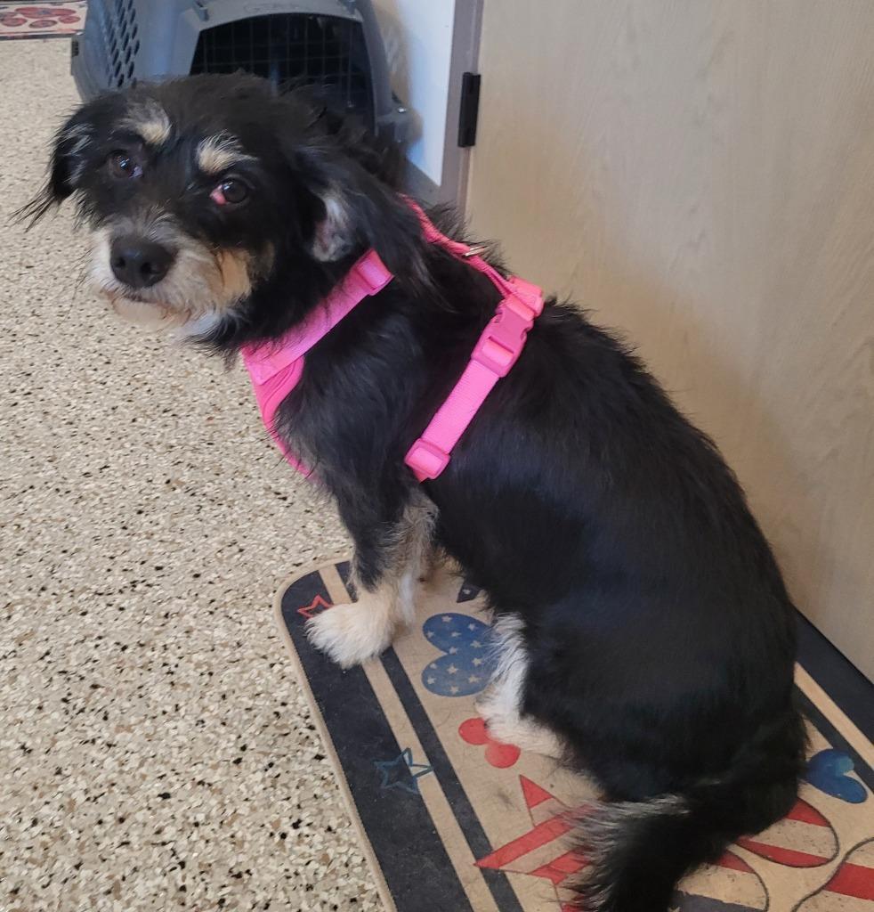 Elvira, a Adoptable Terrier in Grand Rapids, MN image 3/3