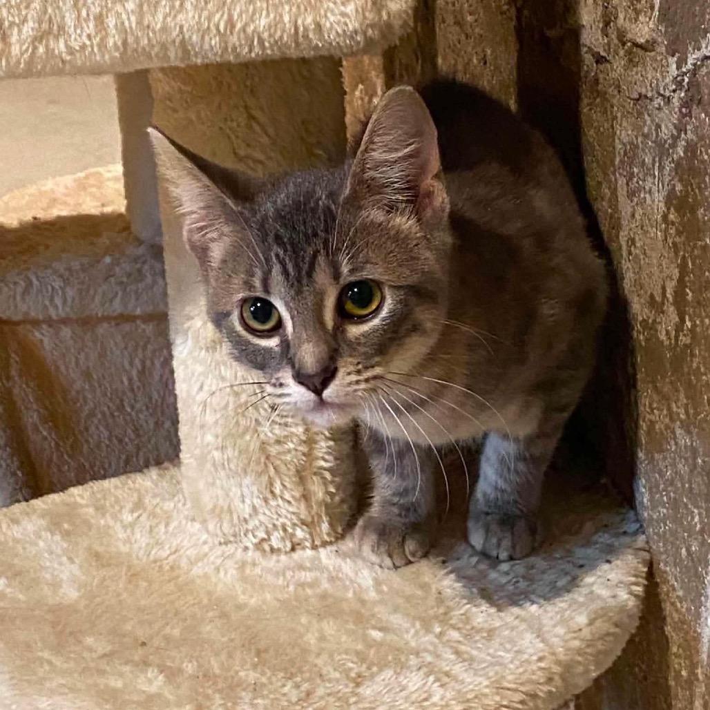Augustine, Adoptable, Young Female Domestic Short Hair.