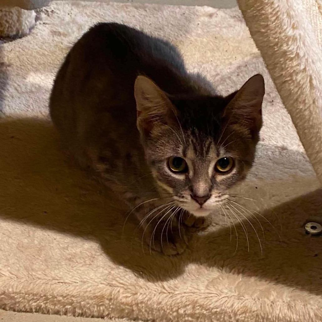 Enlarge Augustine, a Adoptable Domestic Short Hair in Chillicothe, IL image 2/2