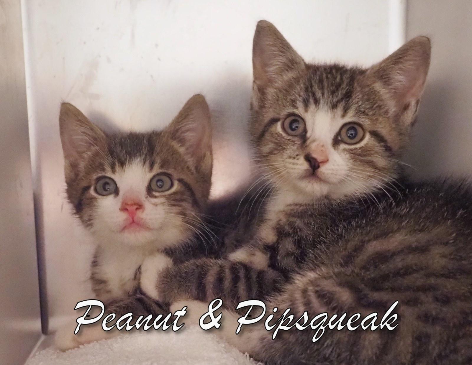 Pips Squeak & Peanut