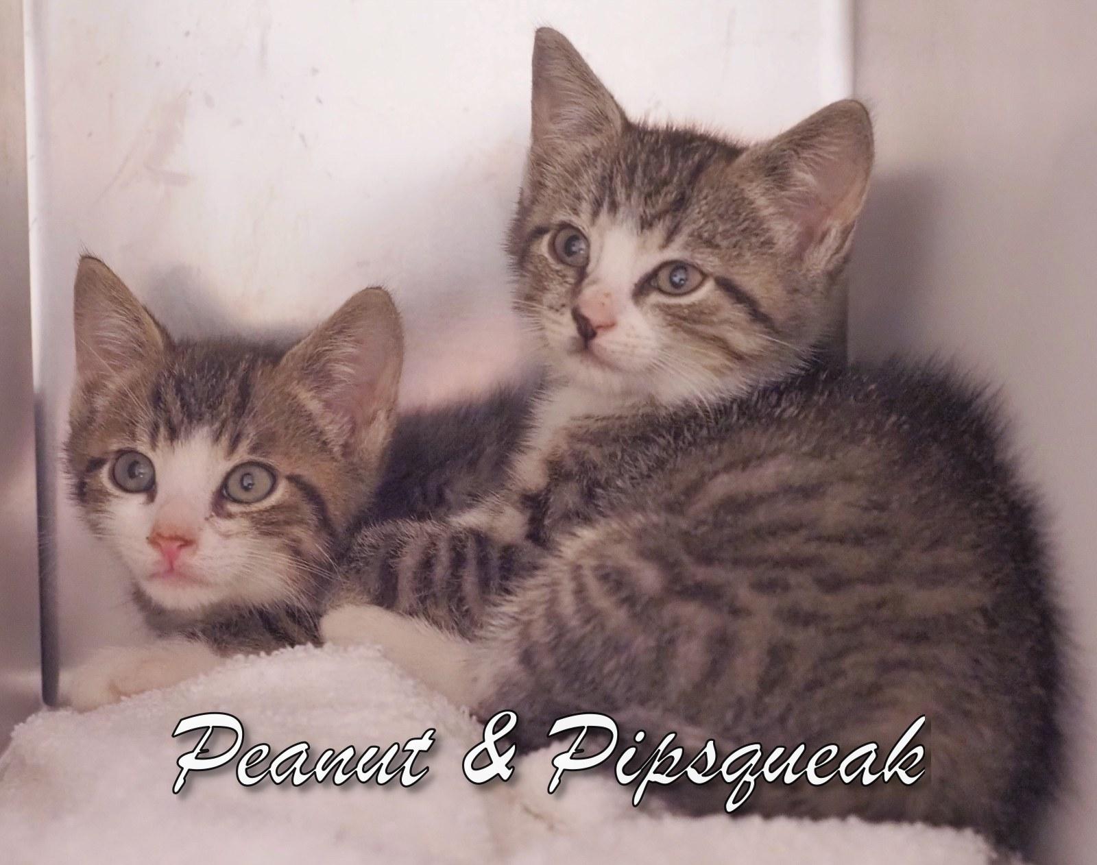 Pips Squeak & Peanut