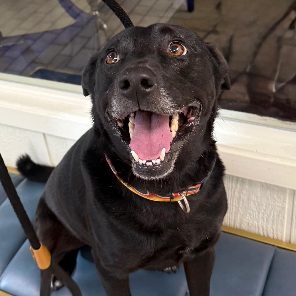 Comet, Adoptable, Adult Male Black Labrador Retriever.