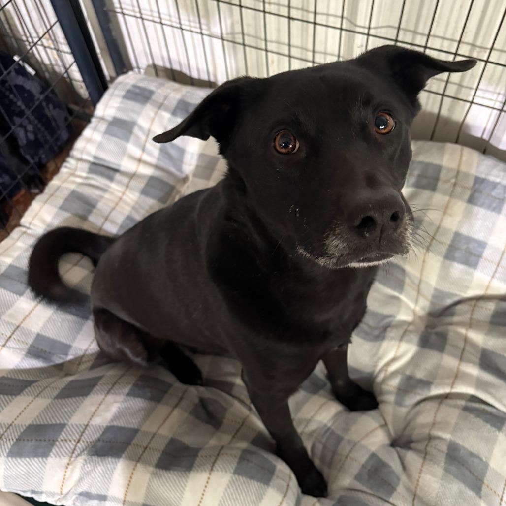 Enlarge Comet, a Adoptable Black Labrador Retriever in Tulsa, OK image 2/2