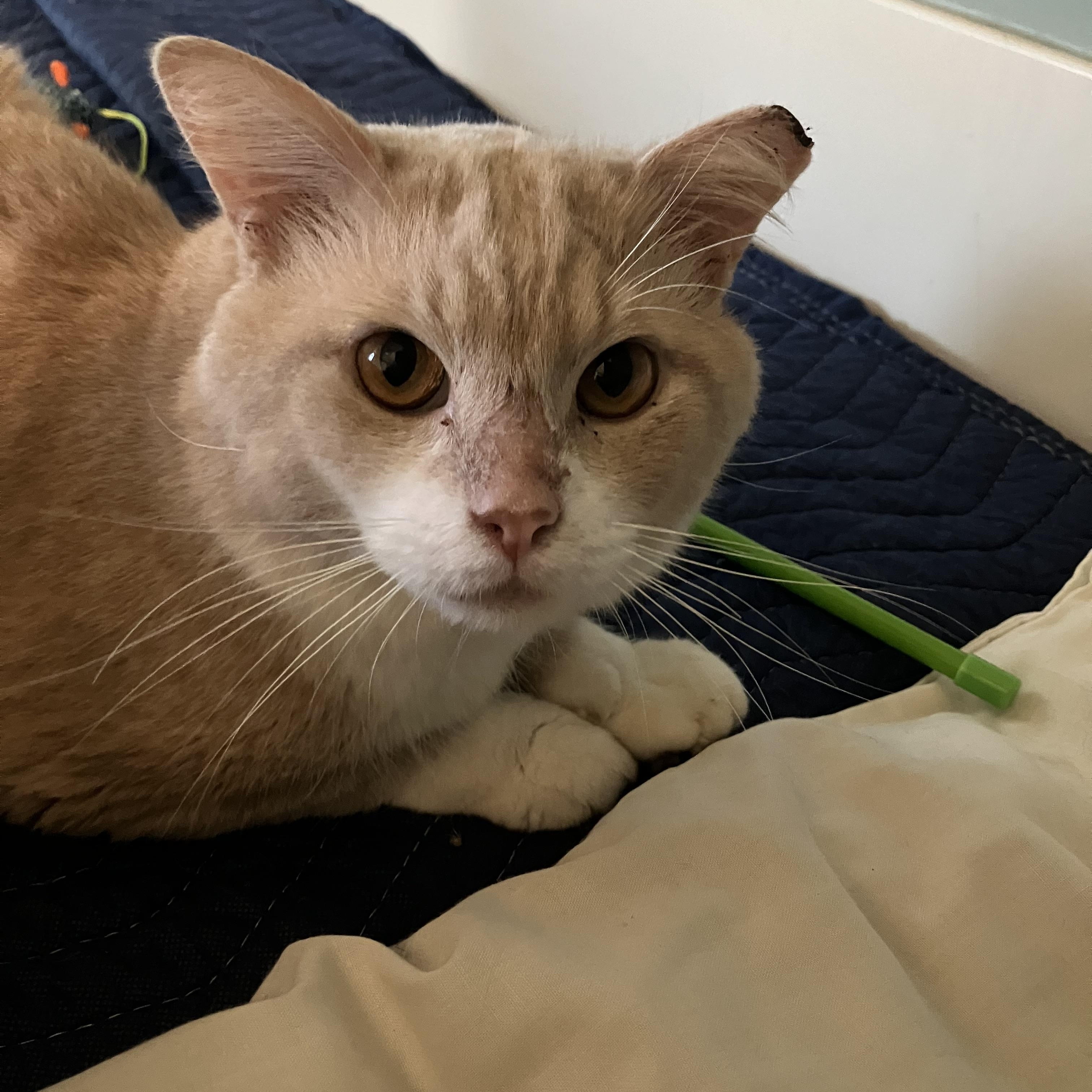 Enlarge Mr. Orange, a Adoptable Domestic Medium Hair in Midlothian, VA image 2/5