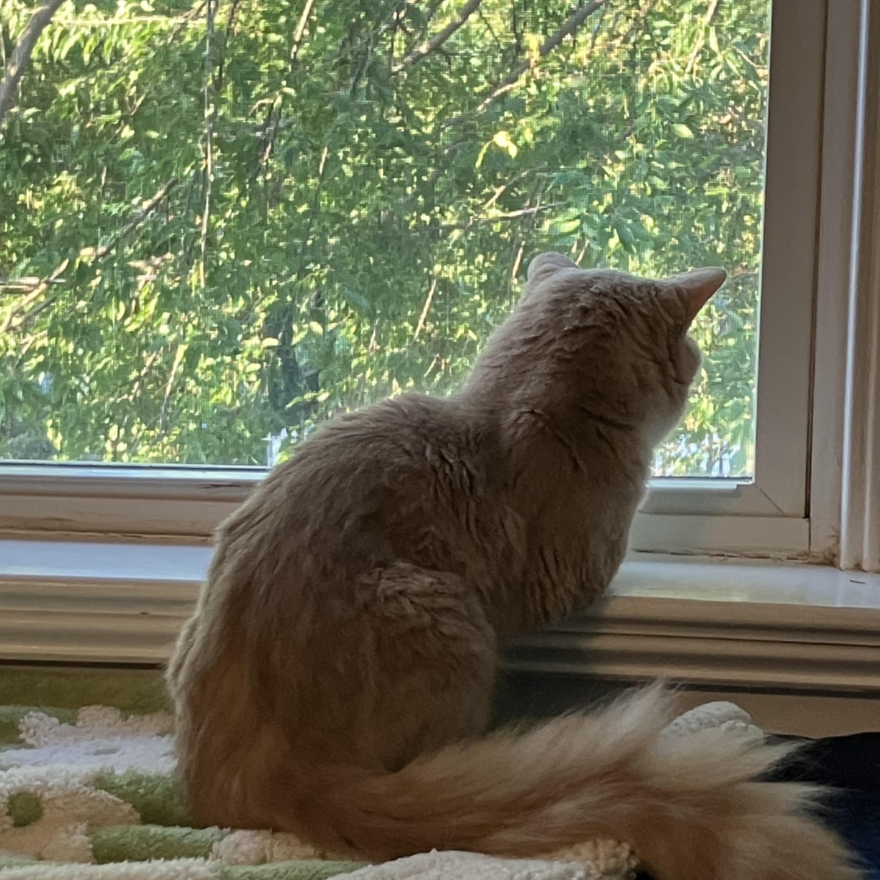 Enlarge Mr. Orange, a Adoptable Domestic Medium Hair in Midlothian, VA image 3/5