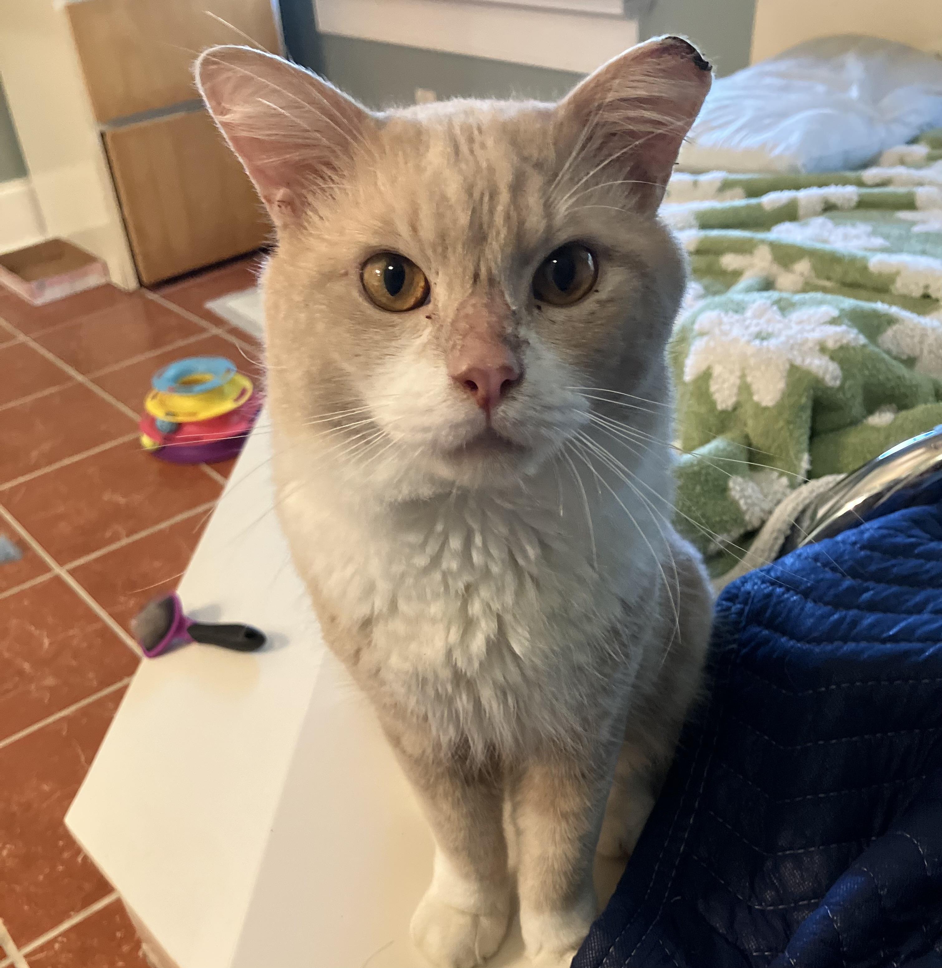 Mr. Orange, Adoptable, Adult Male Domestic Medium Hair.